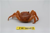 藏品(白紋方蟹)的圖片